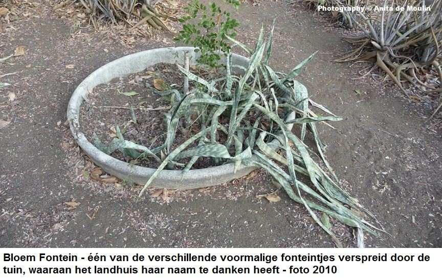 15. Bloem Fontein 1 van de fonteintjes 2010